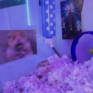 Meet your Posher, Jaz